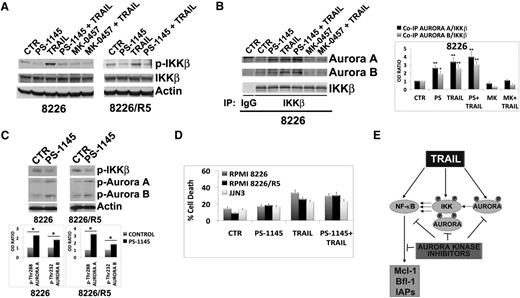 Figure 5. Aurora kinase activity is important for Aurora-IKK interactions in myeloma cells. (A) HMCLs were cultured with dimethylsulfoxide (vehicle), IKKβ inhibitor PS-1145 (5 μM), or MK-0457 (0.4 μM) for 3 hours and then incubated with TRAIL. After 24 hours, cells were lysed and subjected to western blot analysis to monitor the expression and phosphorylation of IKKβ; anti-actin immunoblot was performed as loading control. (B) The same cell lysates were subjected to immunoprecipitation using mouse monoclonal IKKβ (H-4) or control antibody (IgG) and IB with either IKKβ or Aurora A or Aurora B antibodies. Bands were subjected to densitometric scanning, and the histogram shows average quantification results ± SD of the association Aurora A/IKKβ or Aurora B/IKKβ from 3 blots (*P < .05; **P < .01, vs untreated control cells, Tukey-Kramer test). (C) RPMI 8226 and 8226/R5 cells were cultured with dimethylsulfoxide (vehicle) or PS-1145 at 5 μM for 24 hours. Endogenous pospho-IKKβ, phospho-Aurora A (Thr288), and phospho-Aurora B (Thr232) from whole cell lysates were revealed by western blot analysis. Anti-actin immunoblotting was performed as loading control. The relative amount of phospho-Aurora A (Thr288) and phospho-Aurora B (Thr232) was determined by densitometry and normalized to that of actin. Histograms represent the mean ± SD of the ratio phospho-Aurora A (Thr288)/actin or phospho-Aurora B (Thr232)/actin normalized to the untreated control from 2 blots (*P < .01, Tukey-Kramer test). (D) HMCLs cells were cultured with dimethylsulfoxide (vehicle) or PS-1145 at 5 μM for 3 hours and then incubated with TRAIL (2.4 ng/mL in RPMI 8226, 19.2 ng/mL in RPMI 8226/R5, and 300 ng/mL in JJN3) and after 24 hours, the percentage of cell death was determined by the annexin-V method. Values are mean ± SD of 3 independent experiments. (E) Model of TRAIL action; TRAIL induces prosurvival signal in MM cells by activating both Aurora A and B kinases, leading to increased Aurora/IKK binding, IKK phosphorylation/activation, NF-κB activation, and induction of the antiapoptotic NF-κB target genes A1/Bfl-1, Mcl-1, and IAPs. Aurora kinase inhibitors disable TRAIL-directed survival pathways, because they abrogate TRAIL-induced Aurora-IKK kinase interactions and NF-κB activation.