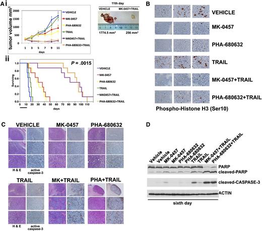 Figure 7. Pan-AKI and TRAIL combination therapy has potent antitumor activity in vivo against drug-resistant human MM xenograft model. (Ai) When tumor size reached 250 mm3, mice were randomly assigned (n = 10/group) to receive vehicle alone, MK-0457 (50 mg/kg), PHA-680632 (50 mg/kg), TRAIL (300 μg/mouse), or the combination MK-0457/TRAIL or PHA-680632/TRAIL. TRAIL was administered once on days 3 and 6. Pan-AKIs were administered once each day for 11 days. Results are tumor volume, mean ± SD mm3, plotted against time (P < .001 MK-0457/TRAIL or PHA-680632/TRAIL vs either treatment alone; Dunnet test). Inset shows tumors resected from control (vehicle) and pan-AKI/TRAIL-treated mice after 11 days of treatment (endpoint). (ii) Kaplan-Meier survival curve was evaluated from the first day of treatment until death or sacrifice using JMP version 7.0 statistical software (SAS Institute, Cary, NC). Survival was significantly prolonged in MK-0457/TRAIL-treated animals vs control (P = .0015 after Bonferroni correction). The black bar on the abscissa represents the 11-day period of treatment. After 6 days of treatment, mice from each treatment group (n = 3/group) were humanely killed, and the tumors were removed for assay. RPMI 8226/R5-derived tumors were analyzed by immunohistochemical staining for (B) phospho-Histone H3 (×10, ×20, and ×40 magnification), (C) hematoxylin and eosin (H&E), and cleaved caspase-3 (×4, ×10, and ×20 magnification). The microphotographs shown are representative of similar observations in 3 different mice receiving the same treatment. (D) Tumor tissues from mice treated for 6 days were harvested and processed, and lysates were analyzed by immunoblotting analysis for PARP, cleaved-PARP, and cleaved caspase-3. Anti-actin immunoblotting was performed as loading control.