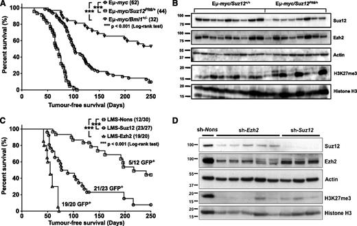 Figure 4. PRC2 suppresses the development of B-cell lymphoma in Eμ-myc transgenic mice in a cell autonomous manner. (A) Lymphoma-free survival of Eμ-myc (circle), Eμ-myc/Suz12Plt8/+ (square), and Eμ-myc/Bmi1+/− (triangle) mice. (B) Immunoblot analysis of primary lymphomas from Eμ-myc and Eμ-myc/Suz12Plt8/+ mice. (C) Lymphoma-free survival of lethally irradiated Ly5.1 recipient mice reconstituted with Eμ-myc fetal liver cells expressing shRNA to Suz12 (circle), Ezh2 (triangle), and a Nons control (square). (D) Immunoblot analysis of Suz12, Ezh2, and H3K27me3 from FACS-sorted donor-derived lymphoma cells expressing the indicated shRNAs.