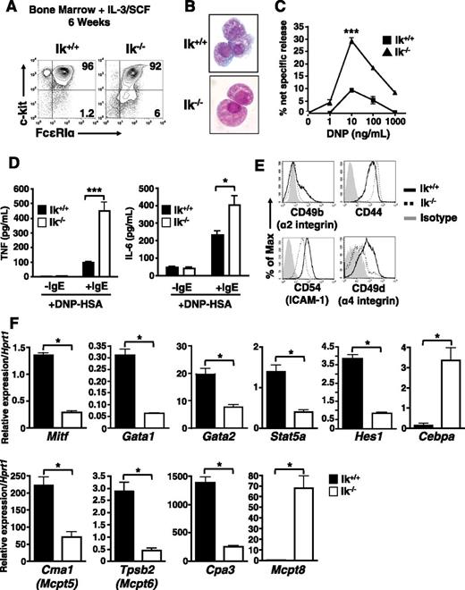 Figure 2. c-kit+ FcεRI+ cells derived from Ik−/− bone marrow cultured under mast cell differentiation conditions exhibit developmental abnormalities. Ik+/+ and Ik−/− bone marrow was cultured in IL-3 and SCF for 6 weeks. (A) Analysis of c-kit and FcεRI expression by flow cytometry. (B) Ik+/+ and Ik−/− cultures stained with Wright-Giemsa (original magnification ×100). (C) β-hexosaminidase release was determined 30 minutes after FcεRI crosslinking of pre-loaded anti–DNP-IgE and indicated concentrations of DNP-human serum albumin. The percentage of β-hexosaminidase release was calculated as release (%) = supernatant/(supernatant + cell lysate) × 100. Data represents mean of triplicate experiments ± standard error of the mean. ***P < .001 in 10 ng/mL DNP-human serum albumin-treated cultures. (D) Cytokine release at 16 hours postactivation with anti–DNP-IgE and DNP (10 ng/mL) determined by enzyme-linked immunosorbent assay. Data represents mean of replicates from 3 independent cultures ± standard error of the mean. (E) Basal expression of cell-surface adhesion and activation molecules after 6 weeks in culture. (F) Quantitative reverse transcription PCR analysis of mast cell and basophil lineage-specifying genes in Ik+/+ and Ik−/− cultures. Data are expressed as the mean of 3 separate quantitative RT-PCR analyses ± standard deviation using RNA isolated from same bone marrow culture. *P < .05. Results in panels A-E are representative of 3 independent experiments, and results in panel F are representative of 2 independent experiments.