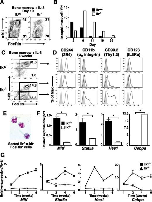Figure 3. Basophil-like c-kit− FcεRI+ cells predominate in Ik−/− IL-3 bone marrow cultures. Bone marrow cells from Ik+/+ and Ik−/− mice were cultured in IL-3 (5 ng/mL). (A) The c-kit and FcεRI expression assessed at day 19 of culture. (B) Ratio of percentage of mast cells (c-kithi FcεRI+) to basophils (c-kit− FcεRI+) over time in wild-type and Ik−/− cultures. Results are representative of 8 experiments with independent bone marrow cultures. (C) c-kit and FcεRI expression in cultured bone marrow cells at day 28 of culture. (D) Ik+/+ c-kithi FcεRI+ cells (top panel), Ik−/− c-kit+ FcεRI+ (middle panel), and Ik−/− c-kit– FcεRI+ cells (bottom panel) were analyzed for expression of markers that define the basophil phenotype (2B4+ CD11b+ Thy1.2+ IL3Rαhi, solid lines). Shaded peaks: isotype control antibody. (A-D) Representative of 3 experiments with independent bone marrow cultures. (E) Wright-Giemsa staining of fluorescence-activated cell sorted Ik−/− c-kit– FcεRI+ cells (original magnification ×100), representative of 2 experiments. (F) Quantitative RT-PCR analysis of mast cell and basophil lineage-specifying genes in whole Ik+/+ and Ik−/− cultures. Data are the mean of 3 separate quantitative RT-PCR analyses ± standard deviation using RNA isolated from the same bone marrow culture. *P < .05. (G) Kinetics of lineage-determining gene expression assessed by quantitative RT-PCR analysis in IL-3 only Ik+/+ and Ik−/− cultures. Data represents mean of quadruplicates at each time point ± standard error of the mean, representative of 2 experiments.