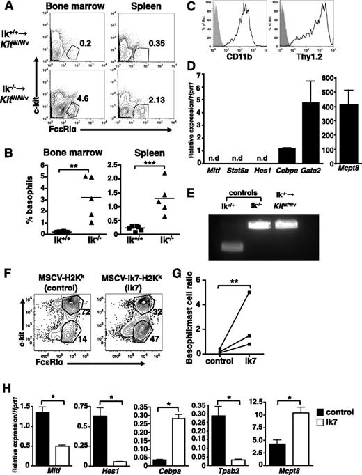 Figure 5. Cell-intrinsic actions of Ikaros drive basophil differentiation. Bone marrow chimeras were generated by transferring either wild-type or Ik−/− bone marrow into lethally irradiated KitW/Wv recipients. (A) Flow cytometry of c-kit– FcεRI+ basophils in indicated tissues at 4 weeks. (B) Percentage c-kit– FcεRI+ basophils in the indicated tissues of individual chimeric mice. (C) Basophil lineage marker expression on Ik−/− c-kit– FcεRI+ bone marrow cells. Representative of 4 animals. (D) Fluorescence-activated cell sorted c-kit– FcεRI+ bone marrow cells from Ik−/− - KitW/Wv chimeras express basophil lineage genes, as determined by quantitative RT-PCR. Representative of 4 mice. n.d., not detected. (E) Genotyping of bone marrow basophils sorted from Ik−/− chimeras. Results represent analyses of 2 recipients of Ik−/− bone marrow. (F) Bone marrow cells from Ik+/+ mice were infected with a dominant-negative Ikaros retrovirus (Ik7; MSCV-Ik7-IRES-H-2Kk) or control retrovirus (MSCV-IRES-H-2Kk) prior to culture with IL-3 (5 ng/mL) for 2 weeks. Infected (H-2Kk+) c-kit+ FcεRIα+ and c-kit− FcεRIα+ cells were identified by flow cytometry and (G) basophil:mast cell ratios calculated. (H) H-2Kk+ cells from control and dominant-negative infections were isolated using anti−H-2Kk MACS beads and the expression of lineage-associated genes assessed by quantitative RT-PCR. Data are expressed as the mean of 3 separate analyses ± standard deviation using RNA isolated from same bone marrow culture. Each complementary DNA primer set was run in triplicate. *P < .05; **P < .01; ***P < .001.