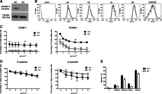 Figure 1. Impaired integrin adhesiveness of Kindlin-3–deficient effector T cells in vitro. (A) Deficient Kindlin-3 expression on T effectors derived from CD4CrexKindlin-3fl/fl mice and their control Kindlin-3fl/fl littermates. Lysates were immunoblotted with anti–Kindlin-3 Ab or anti-tubulin Ab. (B) FACS staining of the major integrin subunits critical for lymphocyte-endothelial interactions and of the inflammatory G-protein coupled receptor CXCR3 on wt and Kindlin-3–deficient effector T cells. (C) Resistance to detachment of Kindlin-3–deficient or wt effector T cells by the indicated shear forces after settling for 1 minute under shear-free conditions on ICAM-1 or on VCAM-1 coated at 760 sites/μm2. Results are the mean ± range of 2 measurements. *P < .05. (D) Resistance of wt and Kindlin-3–deficient T cells accumulating on low-density P-selectin (left panel) or E-selectin (right panel) to detachment by progressively elevated shear stresses. T cells were allowed to accumulate for 40 seconds on low-density P- or E-selectins (coated at 95 and 25 sites/μm2, respectively) at a shear stress of 1 dyn/cm2, and the flow was increased by stepwise increments every 5 seconds. The number of cells bound at the end of each interval was determined in 2 fields and was expressed as a percentage of initially accumulated lymphocytes. A representative of 3 experiments is shown. (E) Chemotaxis of Kindlin-3–deficient and wt effector T cells determined in a transwell assay. Unless indicated, all chemokines were placed at 10 nM at the lower well. Pore size: 5 µm. Results are the mean ± standard error of the mean (SEM) of 4 to 6 independent measurements.