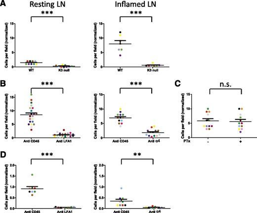 Figure 4. Arrest efficiency of Kindlin-3–deficient effectors on inflamed lymph nodes vessels is lower compared with wt effectors (A) Accumulation efficiency of coinjected CFSE wt and CMTMR-labeled Kindlin-3 mutant effector T cells inside resting and inflamed inguinal lymph node vessels as determined by multiphoton intravital microscopy at 40 minutes after intracardiac injection. CFA was injected subcutaneously 48 hours before adoptive transfer of T cells. Blood vessels were visualized by Qtracker655 quantum dots. Each dot represents a single field of view (0.23 mm2). For each experimental group, the number of accumulated T cells per field was normalized to the number of T cells in the corresponding group found to circulate in the blood (ie, the flux of freely flowing T cells). Each colored dot represents a single field of view. Results are accumulated from 3 independent experiments. ***P < .0001. (B) Effect of pretreatment of wt effector T cells with either LFA-1–blocking mAb (left), α4-blocking mAb (middle), with a nonblocking anti-CD45 mAb (all panels), or a nonbinding mAb (control, right panel) on accumulation of wt effector T cells inside inflamed lymph nodes 40 minutes after intracardiac injection. Differently dye-labeled T cells were pretreated with either mAb 20 minutes before injection, washed, mixed, and coinjected at a 1:1 ratio. Each colored dot represents a single field of view. The numbers of cells were normalized to the T-cell flux as in panel A. Results are accumulated from 3 independent experiments. ***P < .0001. (C) Effect of PTx on the accumulation of wt effector T cells inside inflamed lymph nodes 40 minutes after intracardiac injection. Sham-treated CFSE-labeled T cells were coinjected with PTx-pretreated CMTMR-labeled T cells, as in Figure 3C. Each dot represents a single field of view. The numbers of cells were normalized to the T-cell flux as in panels A-B. One experiment is representative of 3 experiments. (D) Effect of LFA-1 blocking on early accumulation (40 minutes after intracardiac injection) of Kindlin-3 null T cells in inflamed lymph node vessels. Differently labeled Kindlin-3–deficient effector T cells were pretreated with either LFA-1–blocking mAb (left), α4-blocking mAb (right), or with a nonblocking anti-CD45 mAb, as in panel B. Each dot represents a single field of view. The numbers of cells were normalized to the T-cell flux as in panel A. **P < .0032; ***P < .0001; n.s., not significant.