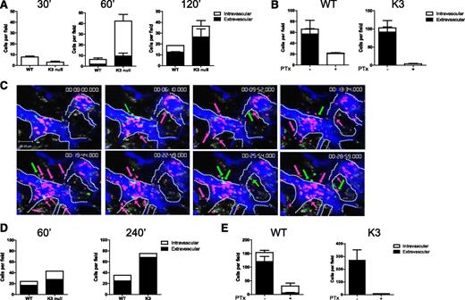 Figure 5. Accumulation and diapedesis of Kindlin-3–deficient effector T cells in inflamed lymph nodes are elevated compared with their wt counterparts. (A) The number of wt and Kindlin-3–deficient effector T cells arrested (intravascular) or emigrating (extravascular) from inflamed inguinal lymph node vessels was determined 30, 60, and 120 minutes after coinjection of these T cells (CFSE or Violet and CMTMR prelabeled, as in previous figures) by multiphoton intravital microscopy. Blood vessels were visualized by Qtracker655 quantum dots. Results are the mean ± SEM of 3 fields of view (0.23 mm2); n = 3. (B) Left: The fraction of sham-treated or PTx-pretreated wt T effectors that accumulated and successfully extravasated inflamed inguinal lymph node vessels 210 minutes after injection. The mean ± SEM of 3 fields of view. n = 3. Right: The fraction of accumulated sham or PTx pretreated Kindlin-3–deficient T effectors that successfully extravasated inflamed lymph node vessels. The mean ± SEM of 3 fields; n = 3. (C) Selected frames from supplemental Video 5 depicting individual wt (green arrows) and Kindlin-3–deficient T cells (pink arrows) undergoing diapedesis through HEVs of inflamed popliteal lymph nodes (blue). The time elapsed from the initial recording is indicated in each frame. T = 0 was set 80 minutes after coinjection of the labeled T cells. (D) The numbers of wt and Kindlin-3–deficient effector T cells arrested (intravascular) or emigrating (extravascular) out of inflamed popliteal lymph node vessels were determined 60 minutes and 240 minutes after coinjection at a 1:1 ratio. One experiment is representative of 3 independent experiments. (E) The numbers and fraction of sham-treated or PTx-pretreated wt (left) and Kindlin-3–deficient effector T cells (right) emigrating out of inflamed popliteal lymph node vessels determined 240 minutes after coinjection at a 1:1 ratio. Data shown are the mean ± SEM of 3 fields of view; n = 3.