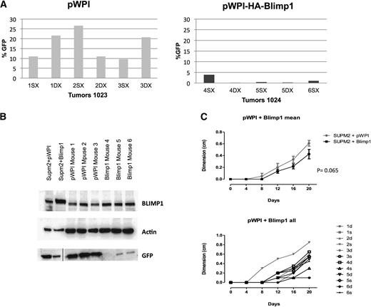 Figure 5. PRDM1 is a tumor suppressor gene in vivo. (A) Percentage of GFP-positive cells in tumors explanted from mice infected with empty vector (pWPI) or with vector for BLIMP1 reexpression (pWPI-HA-BLIMP1). (B) Protein levels of BLIMP1 and GFP in tumors explanted from mice at day 20. A vertical line has been inserted to indicate a repositioned gel lane. (C) Xenograft growth curves of infected cells in NSG mice.