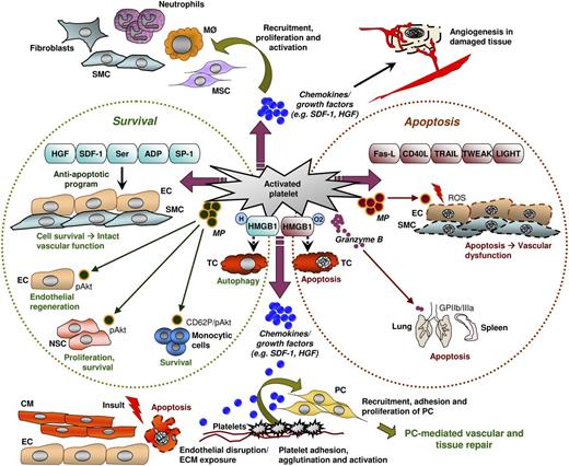 Figure 1. Mechanisms governing platelet-mediated tissue repair. Platelets are cellular mediators that orchestrate clinically relevant but still poorly understood mechanisms of tissue repair. They release cytokines, chemokines, and growth factors such as SDF-1 and HGF that control recruitment, proliferation, and activation of fibroblasts, neutrophils, monocytes, SMCs, MSCs, and other cell types critically involved in wound healing. Platelets also regulate angiogenesis in damaged tissue, which is another important mechanism for recovery of tissue function. Recruitment of progenitor cells, including MSCs, SMCs, endothelial progenitors, and CD34-positive progenitors, is influenced by platelets as well, promoting wound repair at least partially due to paracrine mechanisms. Moreover, platelets are capable of modulating the balance between apoptosis and cell survival, which determines the pathophysiology of damaged tissues. They can release proapoptotic (Fas-L, CD40L, TRAIL, TWEAK, and LIGHT) as well as antiapoptotic (HGF, SDF-1, serotonin, adenosine diphosphate, and sphingosine-1-phosphate) mediators. Moreover, microparticles derived from platelets can regulate apoptosis in endothelial cells and SMCs as well as provide survival signals to monocytic, endothelial, and neural stem cells. Granzyme B is a mediator of platelet-induced apoptosis in spleen and lung. HMGB1, a danger signal that is exported to the cell surface by platelets upon activation, regulates apoptosis as well as autophagy in tumor cells depending on its redox status. Therefore, platelets control complex mechanisms of tissue repair. ADP, adenosine diphosphate; CD62P, P-selectin; CM, cardiomyocyte; EC, endothelial cell; MØ, macrophage; MP, microparticle; NSC, neural stem cell; pAkt, phosphorylated Akt; PC, progenitor cell; ROS, reactive oxygen species; Ser, serotonin; SP-1, sphingosine-1-phosphate; TC, tumor cell.