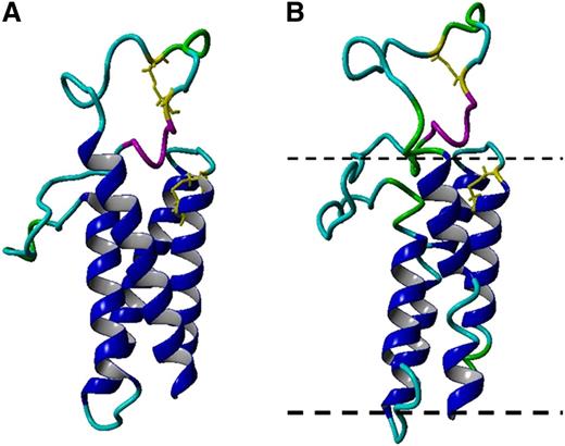 Figure 2. Molecular model of hVKORC1. (A) A backbone ribbon model of hVKORC1. Colors differentiate secondary structure elements, including transmembrane α-helices (blue), random coil (cyan), turn (green), and 1/2-helical segment (magenta). Conserved cysteine residue side-chains shown as yellow stick representations. (B) The simulation snapshot of the membrane-embedded structure of hVKORC1.