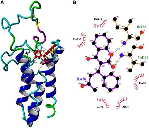 Figure 3. Docking of warfarin to the homology modeled hVKORC1 structure. (A) A ribbon diagram of the hVKORC1 homology model with docked warfarin depicted as red balls. Interactions between warfarin and hVKORC1 interface residues are represented as solid lines (hydrophobic and π-interactions). (B) A ligplot representation of the interactions between warfarin and amino acid residues of hVKORC1. Hydrogen bonds are indicated by dotted lines and hydrophobic contacts are represented by arcs with spokes radiating toward the contact atoms.