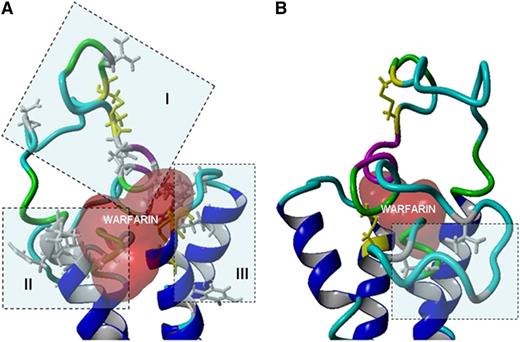 Figure 4. Binding interfaces for warfarin on hVKORC1 in relation to OACR mutations. (A) A close-up view of the 3 putative wafarin binding interfaces of hVKORC1 for the position with the best pseudo-energy docking score. The putative warfarin binding interfaces are highlighted by blue boxes and identified by roman numerals; (I), (II) and (III) indicate the first, second, and third binding interfaces, respectively. Reported human mutations influencing each interface are depicted as stick diagrams in gray color. The conserved loop and CXXC motif cysteine residues are represented in yellow stick form. The protein backbone is depicted in ribbon format. The warfarin molecule is represented by its solvent accessible surface area (colored red). (B) The horizontally opposite view of panel A showing the mutations (in blue box) that are distant to the 3 putative binding interfaces located in the membrane embedded segment of the loop.