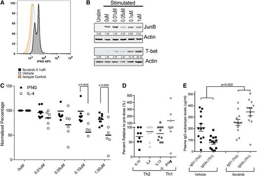 Figure 4. Ibrutinib can limit Th2 activation, thereby selectively promoting Th1 expansion and skewing Th1/Th2 cytokines in human CLL patients and IgG subisotypes in TCL1 leukemic mice. (A) Intracellular staining analysis of IFN-γ in 5-day anti-CD3/anti-CD28–stimulated CD4+ T-cell cultures pretreated with ibrutinib or vehicle. Experiment was repeated 5 times; isotype staining control is provided. (B) Immunoblot analysis of JunB (top) and T-bet (bottom) levels in bulk CD4+ cultures pretreated with ibrutinib and anti-CD3/anti-CD28 stimulated (or unstimulated) for 3 days in vitro. Actin is used as loading control. Densitometry analyses are normalized to the DMSO-treated (0 µM) sample. (C) Normalized intracellular staining analysis of IL-4 (open bars n = 6) and IFN-γ (closed bars n = 9) CD4+ cells derived from CLL patients pretreated with ibrutinib and stimulated with anti-CD3/anti-CD28. Error bars represent SEM. (D) Percent relative alteration in plasma cytokine levels from pretreatment to day 28 of therapy in relapsed refractory CLL patients enrolled in a phase 1 trial of oral ibrutinib. (E) Plasma IgG1 (Th2) and IgG2c (Th1) subisotype analysis of C57BL/6 EµTCL1 mice at 8 months of age after 7 consecutive months of ibrutinib (25 mg/kg/day) (n = 12) or vehicle (n = 13) administration via drinking water. IFNG, interferon γ; Unstim, unstimulated.