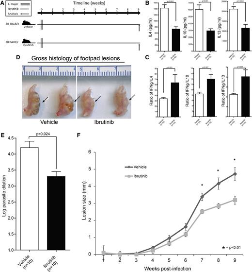Figure 5. Ibrutinib drives Th1-mediated L major immunity in an in vivo model of Th2-dominant cutaneous leishmaniasis. (A) Schematic representation of the L major mouse experiment time course. Mice were initiated on ibrutinib (25 mg/kg/day) or vehicle 2 days prior to being infected with 2 × 106 stationary-phase L major promastigotes. Lesion size was tracked for 9 weeks and immune correlates were collected upon sacrifice at week 9. (B) Lymphocytes isolated from draining lymph nodes were stimulated with L major antigens for 72 hours and culture supernatant was analyzed by ELISA for IL-4 and IL-10. Error bars represent SEM. (C) Lymphocytes isolated from draining lymph nodes were stimulated with L major antigens for 72hr and culture supernatant was analyzed by ELISA for IFN-γ. IFN-γ responses are displayed as a ratio with IL-4 (left panel) or IL-10 (right panel) to compare relative Th1 and Th2 immunity in ibrutinib- or vehicle-treated groups. (D) Whole-mount gross histologic preparations of vehicle- and ibrutinib-treated L major–infected footpads are depicted along with a centimeter ruler for size comparison. Cutaneous lesions are visible on the underside of the footpad as indicated by arrows. (E) Log dilution of parasites obtained from footpad lesions are displayed. Error bars represent SEM. (F) Time course analysis of cutaneous lesion size over the 9-week period of L major infection. Measurements were taken at weekly intervals. Error bars represent SEM.