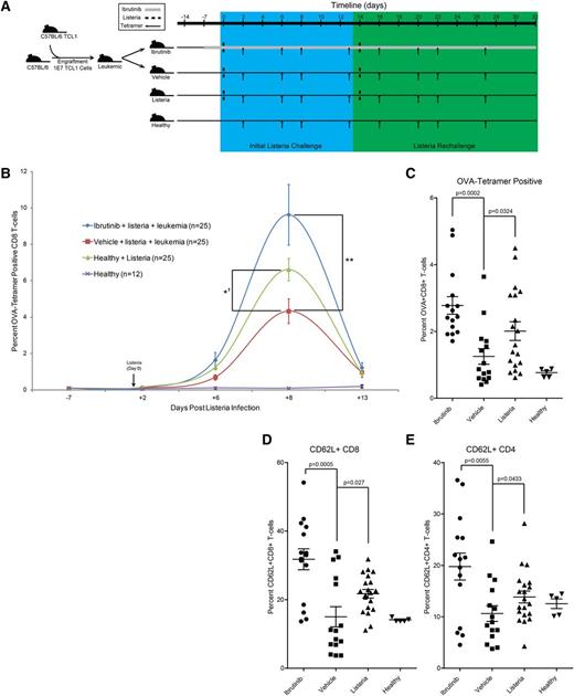 Figure 6. Ibrutinib functionally restores immunity in a leukemia/listeriosis mouse model. (A) Schematic representation of the leukemia/listeriosis mouse experiment time course. Mice were engrafted via intravenous injection with leukemic cells purified from the spleen of a EµTCL1 transgenic animal. Engrafted mice were randomly divided between vehicle and ibrutinib (25 mg/kg/day) groups on day 7. IV L monocytogenes-OVA inoculation (5000 CFU) was conducted 14 days after engraftment. Rechallenge began 14 days after initial inoculation and consisted of a single 5000 CFU L monocytogenes OVA intravenous injection. Mice were sacrificed at day 32 and tissues were collected for memory cell analysis. (B) Time course analysis of OVA major histocompatibility complex I tetramer-positive peripheral CD8 T cells from leukemia/listeriosis mouse study. A total of 5000 CFU of OVA-expressing L monocytogenes was injected at day 0. Statistical analysis for day 8 mean is presented (**P = .0052; *′P = .0438 for repeat experiment). Error bars represent SEM. (C) Analysis of OVA-tetramer+ CD8+ T cells within the spleen of animals killed on day 32 of the leukemia/listeria infection experiment. Data are displayed as percentage of CD8+ T cells. Error bars represent SEM. (D) Analysis of CD8+CD62L+ central memory cells within the spleen of mice killed at day 32 of the leukemia/listeria infection experiment. Data are presented as the average of the total CD8+ population. Error bars represent SEM. (E) Analysis of CD4+CD62L+ central memory cells within the spleen of mice killed at day 32 of the leukemia/listeria infection experiment. Data are presented as the average of the total CD4+ population. Error bars represent SEM.