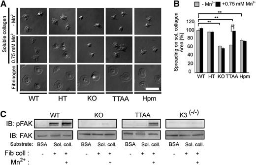 Figure 2. β1 integrin−mediated spreading and outside-in signaling is independent of kindlin-integrin interaction. (A) Spreading of thrombin-stimulated platelets on soluble collagen in the absence or presence of 0.75 mM Mn2+ and on fibrinogen. Representative pictures are shown 45 minutes after platelet seeding (scale bar represents 5 μm). (B) Spreading area of mutant platelets on soluble collagen is shown relative to wild-type (WT) platelets at 45 minutes (bars represent mean values ± SEM; significance level are indicated; *P < .05; **P < .01). (C) Integrin outside-in signaling was evaluated by FAK autophosphorylation at Tyr379. Washed platelets from wild-type (WT), β1 knockout (KO), and TTAA mice as well as from kindlin-3−deficient mice (K3(−/−)) were stimulated with 5 μg/mL fibrillar collagen and seeded on soluble collagen-coated surfaces in the absence or presence of Mn2+. To analyze basal FAK phosphorylation, unstimulated platelets were seeded on BSA. Cells were lysed after 30 minutes and subjected to immunoblotting for FAK Y397 phosphorylation and total FAK.