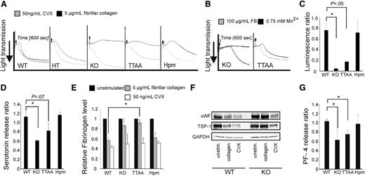 Figure 4. Collagen-induced platelet aggregation and granule secretion requires β1 integrins. (A) Washed platelets were stimulated with 5 μg/mL fibrillar collagen (black curves) or 50 ng/mL CVX (gray curves) and aggregation was recorded for 600 seconds. (B) Aggregation of β1-null (KO) and β1TTAA (TTAA) platelets in the presence of 100 μg/mL fibrinogen (gray curves) or 0.75 mM Mn2+ (black curves). (C) ATP release from platelet dense granules after stimulation of platelets with collagen. ATP was measured by luminescence after addition of luciferase luciferin reagent using the Lumi-aggregometer (Chronolog, Havertown, PA). Platelets were stimulated with either 5 μg/mL fibrillar collagen or 50 ng/mL CVX for 10 minutes. The relative luminescence after 8 minutes (ratio of collagen to CVX stimulated cells) is shown (bars represent mean values ± SEM of n = 3 independent experiments). (D) Serotonin release after stimulation with collagen. Platelets were stimulated with either 5 μg/mL fibrillar collagen or 50 ng/mL CVX for 8 minutes. The relative serotonin level (ratio of collagen to CVX stimulation) is shown (bars represent mean values ± SEM of n ≥ 3 independent experiments). (E) Quantification of the cellular fibrinogen content in resting platelets or 8 minutes after stimulation with either fibrillar collagen (5 μg/mL) or CVX (50 ng/mL; bars represent mean values ± SEM; significance levels are indicated; *P < .05; wild-type (WT), n = 3; knockout (KO), n = 3; TTAA, n = 3; hypomorphic (Hpm), n = 3; representative blots are shown in supplemental Figure 4B). (F) Platelet content of the α-granule cargo proteins vWF and thrombospondin-1 (TSP-1) in wild-type (WT) and β1-null (KO) platelets upon collagen and stimulation with CVX. (G) Ratio of PF-4 release from platelets stimulated with either 5 μg/mL fibrillar collagen or 50 ng/mL CVX for 8 minutes (bars represent mean values ± SEM of n ≥ 3 independent experiments).