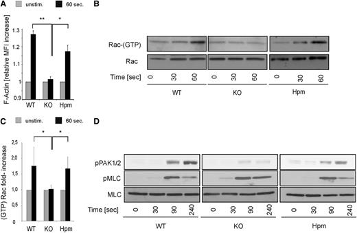 Figure 5. Normal actin polymerization, Rac activation, and PAK phosphorylation in β1 hypomorphic platelets. (A) Platelets from wild-type (WT), β1-null (KO), and hypomorphic (Hpm) mice were stimulated with 5 µg/mL fibrillar collagen for 60 seconds in the presence of 0.5 mM RGDS peptide, and the relative F-actin content was measured by flow cytometry. Curves represent mean ± SEM increase in FITC phalloidin MFI (n = 3, significance level are indicated). (B) Same platelet populations were stimulated with 5 µg/mL fibrillar collagen for 30 and 60 seconds lysed and subjected to Rac-1 GTP pulldown experiments. Total Rac-1 loading is shown below. (C) Quantification of GTP-bound active Rac-1 pulldown experiments at 60 seconds (bars represent mean values ± SEM; significance level are indicated; *P < .05; **P < .01; wild-type (WT), n = 4; β1-null (KO), n = 3; hypomorphic (Hpm), n = 4). (D) Platelets from WT, KO, and Hpm mice were stimulated with 5 µg/mL fibrillar collagen for the indicated time points, lysed and subjected to immunoblotting for p-Thr432/402 PAK1/2 and p-Ser19 myosin light chain (pMLC). Total MLC is shown as loading control.