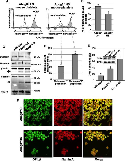 Figure 4. Decreased fibrinogen binding and increased proteolysis of GPIb and filamin in sitosterolemic platelets. Blood from Abcg8−/− LS and Abcg8−/− HS mice were incubated with 10 μg/mL of collagen-related peptide in the presence of antigen-presenting cell (APC)-labeled fibrinogen for 10 minutes at room temperature. Blood samples were fixed, permeabilized, and stained with anti-FlnA antibody followed by AlexaFluor405-labeled goat anti-rabbit immunoglobulin G. Note that ∼40% of Abcg8−/− HS platelets failed to bind fibrinogen (A-B). (C) Western blot analysis of platelet lysate confirmed decrease of cellular filamin and other known µ-calpain substrates β actin and septin 5. (D) Analysis of intracellular filamin content by flow cytometry shows selective cleavage and degradation of filamins in the Abcg8−/− HS platelet population that become refractory to agonist stimulation. (E) Surface expression of GPIbα in platelets double stained with PE-labeled anti-mouse αIIb mAb and a mAb specific for the N-terminal 45 kDa domain of GPIbα and analyzed by flow cytometry. GPIbα shedding was expressed as the percentage of GPIbα-negative platelets in total platelets. Inset: western blot analysis of platelets from the same preparation, demonstrating loss of GPIbα from Abcg8−/− HS platelets. (F) Subcellular localization of FlnA in Abcg8−/− HS and Abcg8−/− LS platelets analyzed by confocal microscopy reveals marked reduction in the GPIb/filamin complex from the cell periphery.