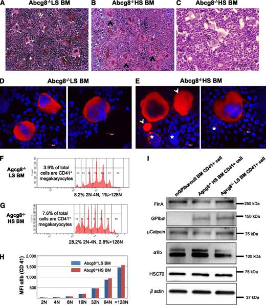 Figure 7. Analyses of Abcg8−/− HS and Abcg8−/− LS megakaryocytes. (A-C) BM from Abcg8−/− LS (A) and Abcg8−/− HS mice (B-C) was harvested for histologic analysis. The number of multinucleated mature megakaryocytes (black arrowheads) was visually identified and counted in hematoxylin and eosin–stained sections. (C, black arrows) Emperipolesis of neutrophils into megakaryocytes. (D-E) BM megakaryocytes isolated by discontinuous gradient centrifugation over bovine serum albumin were stained with anti-αIIb mAb (red) and 4,6 diamidino-2-phenylindole (blue). Large αIIb-positive cytoplasmic extrusions (arrowhead) and “bare” megakaryocyte nuclei (asterisks) were noted in the BM samples from Abcg8−/− HS (E) but not in Abcg8−/− LS mice. (F-H) DNA ploidy profiles and integrin αIIb expression in BM megakaryocytes isolated using anti-CD41 magnetic beads and cultured in the presence of thrombopoietin for 60 hours. An HS diet resulted in a greater total number of CD41+ cells (7.6% vs 3.9%), with a corresponding proportional increase in both the high (>128N) and low (2N-4N) ploidy cells (F-G). Expression of integrin αIIb was similar in Abcg8−/− HS and Abcg8−/− LS cells regardless of ploidy (H). (I) Western blot analysis of purified, CD41-positive megakaryocytes. Expression of filamin A (FlnA), GPIbα, and µ-calpain in megakaryocytes derived from Abcg8−/− HS mice was slightly decreased compared with that of Abcg8−/− LS mice. No significant differences were observed in the expression of HSC70 and β actin.