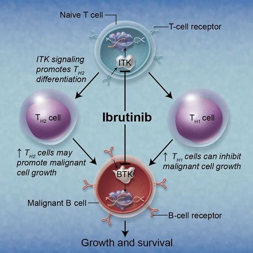 Ibrutinib inhibits both BTK and ITK resulting in modulation of both B- and T-cell function. Professional illustration by Alice Y. Chen.