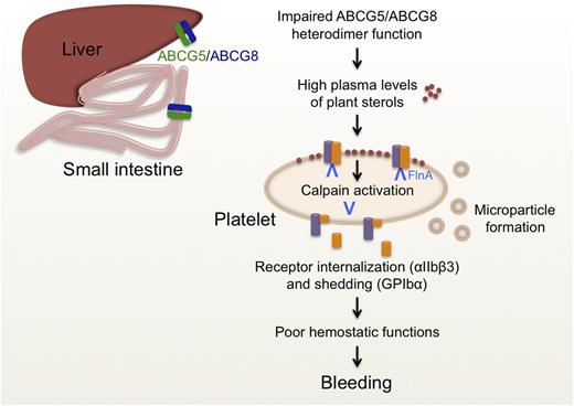 Impaired ABCG5/ABCG8 heterodimer function in Abcg5−/− or Abcg8−/− hepatocytes and enterocytes leads to increased plasma sterol levels. Sterols accumulate in the platelet membrane, resulting in calpain activation, reduced αIIbβ3 surface expression, loss of the GPIbα-FlnA linkage, microparticle formation, and poor hemostatic functions.
