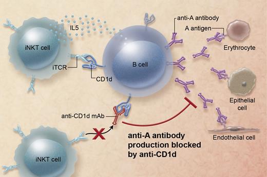 iNKT cells stimulate B cells to produce antibodies against ABO blood group antigens through a mechanism involving the interaction of invariant T-cell receptor–CD1d and the production of IL5. Anti-CD1d mAb blocks antibody production against blood group A antigen, potentially revealing a novel therapeutic strategy for ABO-incompatible transplant recipients, preventing rejection episodes mediated by antibodies against the widely expressed ABO blood group antigens. Professional illustration by Alice Y. Chen.