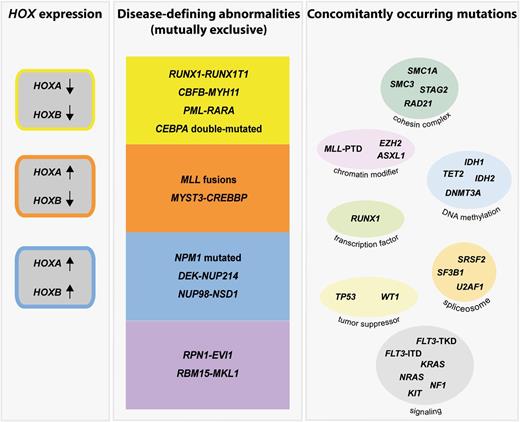 Genetic abnormalities in AML can be classified as disease-defining abnormalities that are mutually exclusive. So far, they encompass the 7 genetically defined WHO entities, 2 provisional WHO entities (NPM1 mutated, CEBPA double-mutated), and 2 suggested new WHO entities (MYST3-CREBBP, NUP98-NSD1). These are associated with a distinct cytomorphology and gene expression pattern. In addition, a specific pattern of HOXA and HOXB genes is recognized with MYST3-CREBBP being related to an elevated expression of HOXA, but not of HOXB genes. A further class comprises mutations that concomitantly occur and alter different cellular processes, such as signaling, chromatin modification, DNA methylation, RNA splicing, cohesion of sister chromatids, transcription, and tumor suppression.