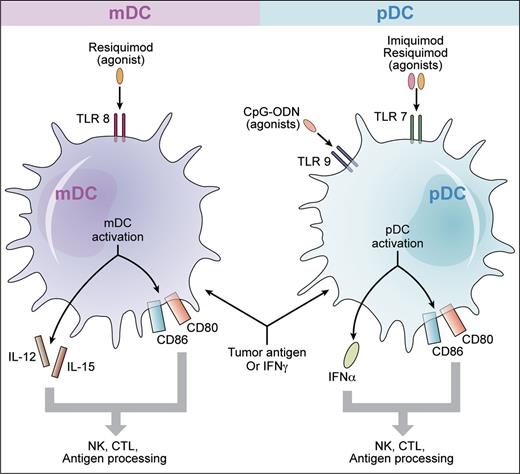 Toll-like receptor agonists plus tumor antigen, or interferon γ, may be therapeutically active for cutaneous T-cell lymphoma. The major populations of human dendritic cells include myeloid dendritic cells (mDCs) that express TLR8 and plasmacytoid dendritic cells (pDCs) that express TLRs 7 and 9. In the study by Kim et al, vaccination with CpG-ODNs, which are agonists for TLR9, was used to prime pDCs simultaneously with local radiation to active CTCL skin lesions. Other TLR agonists in clinical development for CTCL include imiquimod, an agonist for TLR7, and resiquimod, an agonist for both TLR7 and TLR8. These TLR agonists may produce synergistic activation of the immune response with IFN γ. Similarly, there may be additive or synergistic stimulation of an antitumor response when a TLR agonist is used in combination with apoptotic tumor cells. On activation of mDCs, IL-12 and IL-15 are produced while activation of pDCs results in production of IFNα. There is also up-regulation of the co-stimulatory molecules CD80 and CD86. Induction of cytokines and up-regulation of co-stimulatory molecules are highly beneficial for the adaptive immune response leading to the development of antitumor cytotoxic T cells. Professional illustration by Kenneth X. Probst.
