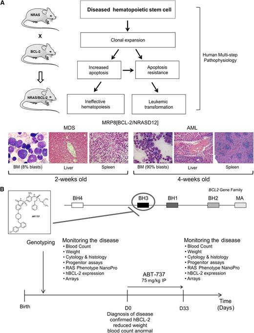 Figure 1. The model and protocol. (A) Schematic of the multistep process of leukemogenesis and derivation of the animal models of NRASD12 and hBCL-2–mediated MDS and AML. (B) ABT-737 treatment protocol. MA, membrane anchor.