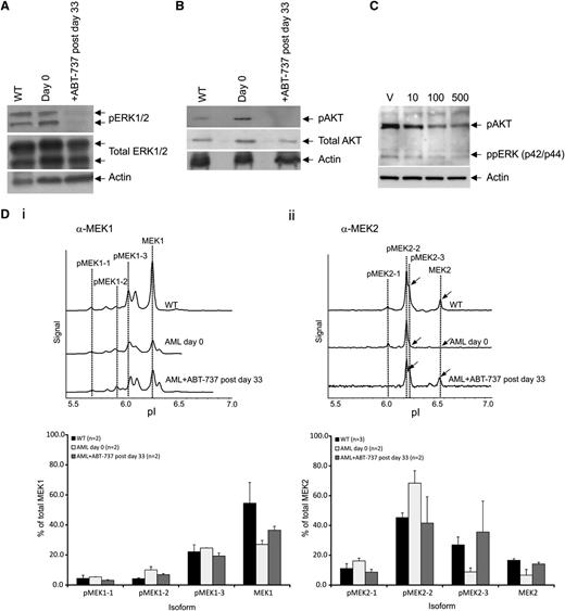 Figure 5. Modification of signaling proteins after treatment. Western blot analysis showing dephosphorylation of proteins from spleen cells of (A) ERK1/2 and (B) AKT on day 0 and after ABT-737 treatment (postday 33), and normalized protein loading confirmed by probing for- β-actin (n = 2 mice). (C) Representative western blot analysis showing dephosphorylation of proteins of ppERK and pAKT of spleen cells after culturing (in triplicate) in vitro with vehicle (V), 10, 100, or 500 nM ABT-737 for 24 hours (n = 2 mice). (D) Nanoimmunoassay using the NanoPro (ProteinSimple) isoelectric focusing for detection of MEK signatures. Representative trace of spleen cells of WT FVB/N and AML untreated mice (day 0) and after ABT-737 treatment (postday 33) showing the dephosphorylated isoform pMEK2-3 and restoration of MEK2 expression (arrowed); histogram showing restoration of normal FVB/N signatures of the different isoforms after treatment. Each reaction was done in triplicate. Representative of at least 2 mice (n = 2) in each group.