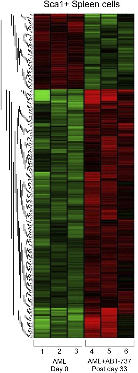 Figure 6. ABT-737 treatment-induced differential regulation and activation of pathways implicated in cell survival and proliferation assayed by gene expression profiling. Exon specific microarray heat maps of Sca-1+ purified spleen cells from untreated (day 0) and ABT-737 treated (postday 33) of AML mice relative to WT FVB/N. Each row (1-6) represents an independent mouse (n = 3) in each group (GEO accession no. GSE48601).