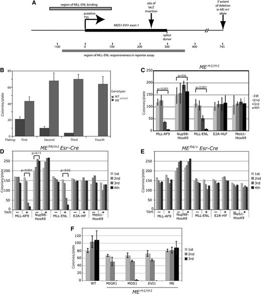 Figure 1. MEm1/m1 bone marrow is resistant to MLL-AF9–induced transformation. (A) Diagram of the MEm1 allele, showing exon 1 of Mds1, with putative transcription start site and splice donor site, as well as site of lacZ insertion and the extent of the DNA of the first intron deleted. Also shown are the locations of MFP binding described by Arai et al,5 as well as the MFP-responsive region identified by this same group by luciferase reporter assays.5 (B) Quantitation of number of colonies formed in growth factor–supplemented methylcellulose at each of 4 replatings, for WT and MEm1/m1 bone marrow. Error bars represent standard deviation of platings done in triplicate, 1000 cells per plate. The experiment was repeated multiple times with the same result. (C-E) ME requirement is restricted to transformation by MLL fusion genes. (C) Quantitation of number of colonies formed in growth factor–supplemented methylcellulose at each of 4 replatings for MEm1/m1 LSK cells transduced with the virus indicated. Error bars are standard deviation; P values were determined by Student t test, comparing the first and fourth platings. (D-E) Serial replating assay of bone marrow from mice of the genotype indicated, transduced with the leukemogenic oncogene indicated, and treated or not with 4-OH TAM (1 µM) as indicated. Error bars are not shown but are within 10% of the value of each bar; P values were calculated by Student t test, comparing first and fourth platings. (F) ME but not EVI1 or MDS1 can rescue the transformation deficiency of MEm1/m1 bone marrow. Serial replating transformation assay of LSK cells isolated from either WT or MEm1/m1 bone marrow, transduced with MLL-AF9, as well as retroviral expression construct indicated: MIGR1 (empty vector), MDS1, EVI1, or ME. Error bars denote standard deviation. Third replating yielded no colonies for MIGR1- and EVI1-transduced cells.