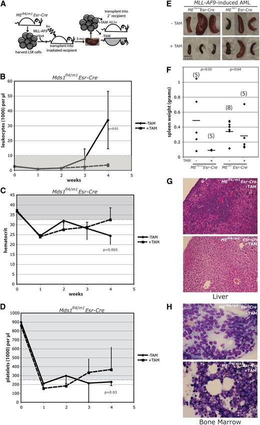 Figure 2. Deletion of ME results in failure of MLL-AF9 leukemic cells to transplant into syngeneic sublethally irradiated recipient mice. (A) Diagram depicts experimental procedures. (B-D) Shown are CBC data from weeks 0 to 4 posttransplant for recipients of MEfl4/m1 cells, with and without pretreatment with 4-OH TAM; extent of normal values indicated by grayed zone. Mice receiving cells with no 4-OH TAM pretreatment became frankly leukemic, anemic, and thrombocytopenic over the 4 weeks of monitoring. At week 4, most recipients of the untreated cells were moribund, and the mice were necropsied. Error bars depict standard deviation. Statistical significance (Student t test) was observed at week 4 for leukocytes and platelets (P < .05). (E-H) Deletion of ME results in failure of leukemic cells to significantly infiltrate organs of irradiated recipients. Mice receiving 4-OH TAM–pretreated MLL-AF9 leukemia cells maintained normal spleen weights (E-F), as well as livers and bone marrow essentially devoid of infiltrating leukemia; non-pretreated cells infiltrated spleen, liver, and bone marrow (G-H). (E) Gross photographs of spleens from mice injected with untreated and 4-OH TAM–pretreated cells. (F) Scattergrams of spleen weights of the 4 experimental groups, as indicated; number of spleens in cohort in parentheses. Average is demarcated by horizontal bar; P value determined by Student t test. (G-H) Photomicrographs of liver (G) and bone marrow (H), showing extensive infiltration by leukemic cells (original magnification ×200 magnification; hematoxylin and eosin staining).