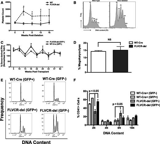 Figure 5. FLVCR-deleted bone marrow chimeras display subtle alterations in platelet numbers. (A) FLVCRflox/flox;Mx-Cre mice were injected with polyinosinic:polycytidylic acid, and platelet counts were determined by Hemavet. (B) After red cell lysis, bone marrow mononuclear cells from conditionally deleted and normal mice were cultured in StemPro34 media with 100 ng/mL of recombinant human thrombopoietin (rh-TPO) for 5 days. DNA content was determined by staining for CD41 and propidium iodide. (C) Competitive repopulation assay using FLVCR-deleted or control bone marrow cells and GFP+ competitor cells. The contribution of each donor population to the platelet count was determined by flow cytometry of peripheral blood. (D) Total bone marrow was isolated from competitive repopulation studies, and the proportion of megakaryocytes derived from FLVCR-deleted or control bone marrow cells was determined by staining for CD41. (E-F) After red cell lysis, bone marrow mononuclear cells from mice competitively transplanted with FLVCR-deleted and wild-type Cre+ bone marrow and GFP+ competitor cells were cultured in StemPro34 media with 100 ng/mL of rh-TPO for 5 days. DNA content was determined by staining for CD41 and 4,6 diamidino-2-phenylindole (DAPI).
