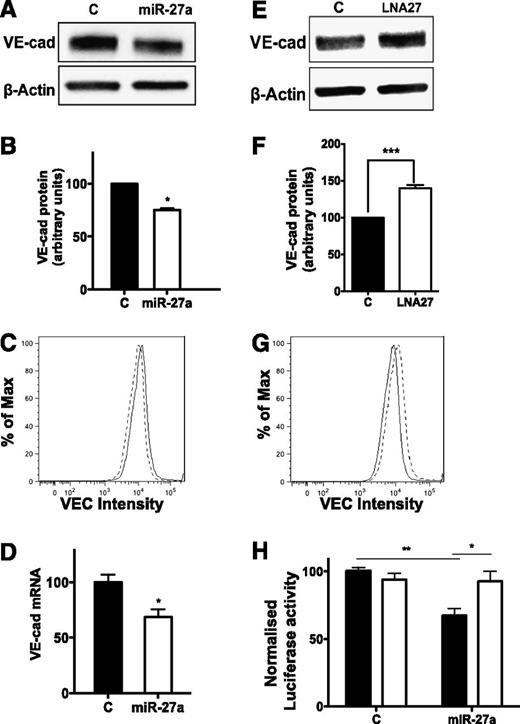 Figure 1. MiR-27a Targets VE-cadherin. (A) Expression of VE-cadherin in control or miR-27a-mimic transfected cells after 48 hours. β-actin was used as a loading control. (B) The normalized expression of the mean of 5 independent human umbilical vein entothelial cell (HUVEC) lines ± standard error of the mean (SEM). *P < .05 cf control. (C) The level of surface VE-cadherin as assessed by flow cytometry. The solid line represents the control mimic; the dashed line represents the miR-27a mimic. This is the result of one experiment, similar to three performed. (D) The level of VE-cadherin mRNA expression 24 hours posttransfection with miR-27a mimic. Results normalized to β-actin are the mean of quadruplicate quantitative reverse-transcription polymerase chain reaction (qRT-PCR) reactions ± SEM from 5 independent HUVEC lines. *P < .05 cf control. (E) VE-cadherin expression from HUVEC 48 hours post transfection with control or LNA-27–transfected cells. (F) The mean of 3 independent HUVEC lines ± SEM is shown. ***P < .001 cf control. (G) The level of surface VE-cadherin as assessed by flow cytometry. The solid line represents the control LNA; the broken dashed line represents LNA-27. This is the result of one experiment similar to two performed. (H) Luciferase constructs containing the 3′UTR of VE-cadherin containing the putative miR-27a binding site (Wt, black bars) or a mutated miR-27a binding site (Mut, white bars), together with control or miR-27a mimic. Results represent the mean of triplicate transfections ± SEM from 4 independent experiments. *P = .01, Wt + miR-27a vs Mut + miR-27a. **P = .00001, Wt + control vs Wt + miR-27a.