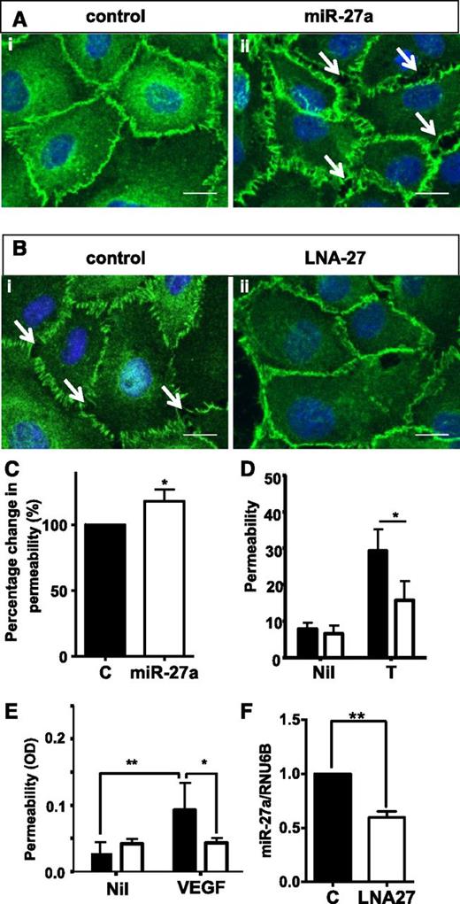 Figure 2. MiR-27a alters VE-cadherin localization and EC permeability. (A-B) HUVEC stained for VE-cadherin 48 hours after transfection. (Ai) Control mimic or (Aii) miR-27a mimic; (Bi) control LNA or (Bii) LNA-27. The scale bar indicates 100 µm. Arrows indicate intercellular gaps. (C) Permeability measured in control or miR-27a-mimic–transfected cells after 48 hours. Results shown are the normalized means of 5 independent HUVEC lines ± SEM.*P < .05 cf control. (D) 48 hours after transfection with control LNA (black) or miR-27 LNA–transfected cells (white) permeability was measured without (NIL) or after thrombin stimulation (T). Results are from one experiment representative of three performed mean ± SEM *P < 0.05. (E) The Miles assay was performed with 4 µg of control (black) or anti-miR-27a (white bars) injected intradermally into the backs of the mice. 24 hours later, VEGF or phosphate-buffered saline (NIL) was given into the same site. *P < .05, **P < .005, n = 9 mice per group. (F) The levels of miR-27a compared with U6B as assessed in the skin tissue of mice given either control LNA + VEGF (black bar) or LNA-27 + VEGF (white bar). Results are the mean ± SEM of duplicate determinations from 3 mice per treatment. **P < .005