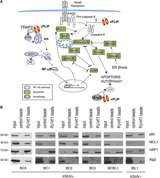 Figure 1. PU-H71 association-based identification of proteins involved in NF-κB activation, apoptosis, and autophagy in PEL cells. (A) PU-H71 affinity capture of BC3 cell extracts was followed by proteomic analysis. Proteins identified in these pull-downs are as follows: those involved in NF-κB signaling are blue; those involved in apoptosis are green; and ATG3, involved in autophagy, is brown. vFLIP, a key nodal protein, is shown in orange. Results shown are from 1 of 2 independent experiments. (B) Immunoblot from PU-H71 pull-downs, but not control bead pull-downs, using extracts from the indicated cell lines, confirmed that Hsp90 interacts with selected proteins in key pathways, including NF-κB (p65), apoptosis (MCL1, cIAP1), and autophagy (ATG3).