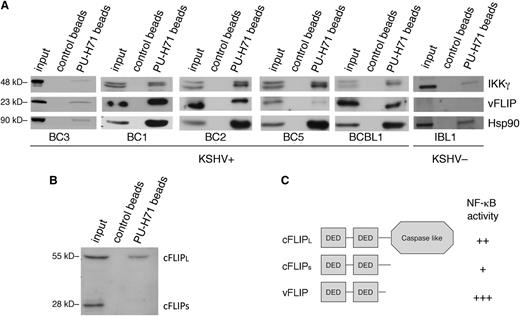 Figure 2. PU-H71 recognizes Hsp90 bound to the vFLIP signalosome and shows preferential binding to the long form of cFLIP. (A) Immunoblot from PU-H71 pull-downs, but not control bead pull-downs, using extracts from 5 different KSHV+ PEL cell lines (BC3, BC1, BC2, BC5, and BCBL1), recognized vFLIP and IKKγ. Control extracts from a B-cell lymphoma cell line lacking KSHV and thereby vFLIP (IBL1) showed binding of Hsp90 to IKKγ, but no bands were seen with the vFLIP antibodies, indicating specificity of the vFLIP band. Results shown are representative of 2 independent experiments. (B) Immunoblots from PU-H71 pull-downs were evaluated for Hsp90 binding to cFLIP, the cellular homolog of vFLIP. Although vFLIP is more closely structurally related to the short form (cFLIPS), PU-H71 failed to recognize this protein, and only the long form (cFLIPL) was identified. (C) Schematic representation of cFLIP long and short forms is shown; the most active of these proteins in terms of ability to activate NF-κB is vFLIP, followed by cFLIPL and the by cFLIPS.21,23