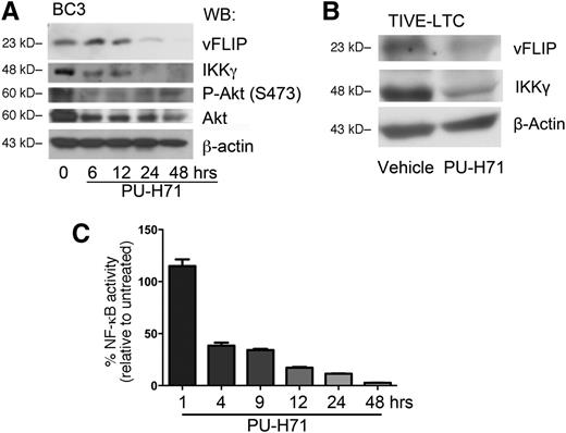 Figure 4. PU-H71 leads to the loss of the vFLIP-IKKγ signaling complex. (A) BC3 cells were treated with 2 µM PU-H71 for the time course indicated and subjected to immunoblot analysis. Treatment resulted in decrease of vFLIP, IKKγ, phospho-Akt, and total Akt. This result is representative of at least 4 independent experiments. (B) TIVE-LTC (KSHV+) cells were treated with 2 µM PU-H71 for 48 hours, followed by immunoblot with the indicated antibodies. Results are representative of three independent experiments. (C) BC3-NF-κB-luc reporter cells were treated with 2 µM PU-H71, and luciferase assays performed at the indicated time points. Results shown are the average of 3 independent experiments.