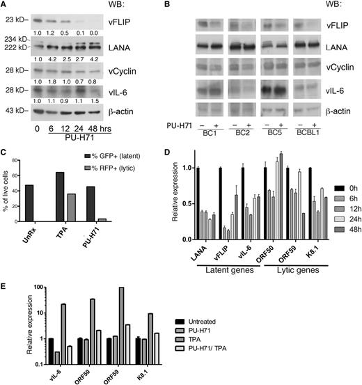 Figure 5. PU-H71 inhibits NF-κB with minimal lytic reactivation. (A) Immunoblot analysis of BC3 cells treated with 2 µM PU-H71 at the indicated time points shows that vFLIP is eliminated by 48 hours, whereas there is no consistent decrease in vCyclin, LANA, or vIL-6, as determined by quantification of band intensity and normalized to β-actin and untreated control cells a time 0 (shown below each immunoblot lane). (B) Immunoblot analysis for the panel of viral genes indicated was done using additional PEL cell lines, treated with 2 μM PU-H71 for 24 hours. (C) JSC-1 cells were treated with TPA or PU-H71, and the percentages of green fluorescent protein (GFP)+ and RFP+ cells determined by counting under a fluorescent microscope. (D) Expression levels of latent (LANA, vFLIP, vIL-6) and lytic (ORF50, ORF59, and K8.1) transcripts was studied by quantitative reverse-transcription polymerase chain reaction analysis of extracts from BC3 cells treated with PU-H71 for the indicated time points. The experiment was performed 3 times in triplicate, and representative results are shown. A variable but global decrease of these transcripts was observed (for analysis of other cell lines, see supplemental Figure 7A). (E) Expression of lytic genes induced by TPA was inhibited by PU-H71, as shown after treatment with the compounds for 24 hours.