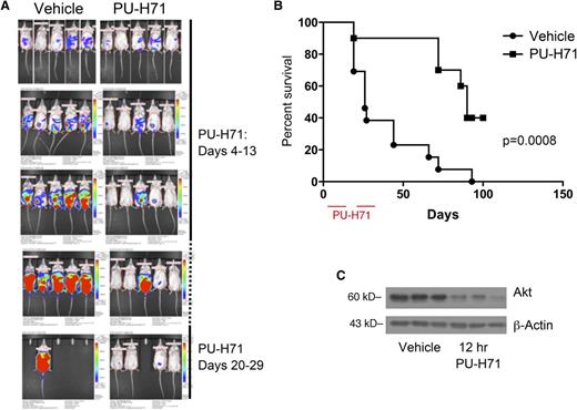 Figure 6. PU-H71 induces tumor responses in mice with PEL. (A) In vivo imaging of mice that received an IP injection of BC3/NFκB-luc cells (day 0) and subsequently were untreated (left) or mice that received PU-H71 IP at a dose of 75 mg/kg per day on days 4-13 and 20-29. (B) Kaplan-Meier survival curves for treated and control mice showed prolonged survival in the treatment arm; mice were euthanized when the developed ascites leading to a >10% increase of body weight in a 1-week period; therefore, survival is directly related to tumor growth and independent of possible reporter effects. (C) Established tumors from 3 mice in the vehicle arm were collected 12 hours after administration of 1 75 mg/kg dose of PU-H71 (right lanes); protein extracts were compared with those from tumors in untreated controls (left lanes). Immunoblot analysis shows a decrease in vivo of a classic Hsp90 client.