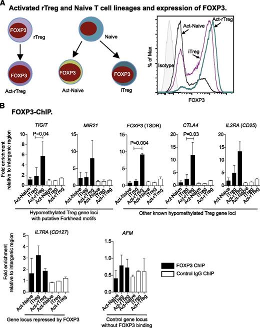 Figure 4. Hypomethylation is required for FOXP3 binding. (A) Illustration of subsets of activated T cells (left panel) and expression of FOXP3 (right panel). (B) Enrichment of FOXP3 binding in hypomethylated Treg gene loci upregulated by FOXP3 and at the FOXP3-repressed IL7RA locus. AFM intron 1 was used as a control. Data are represented as mean + standard deviation of 3 donors; paired t test (2-tailed).