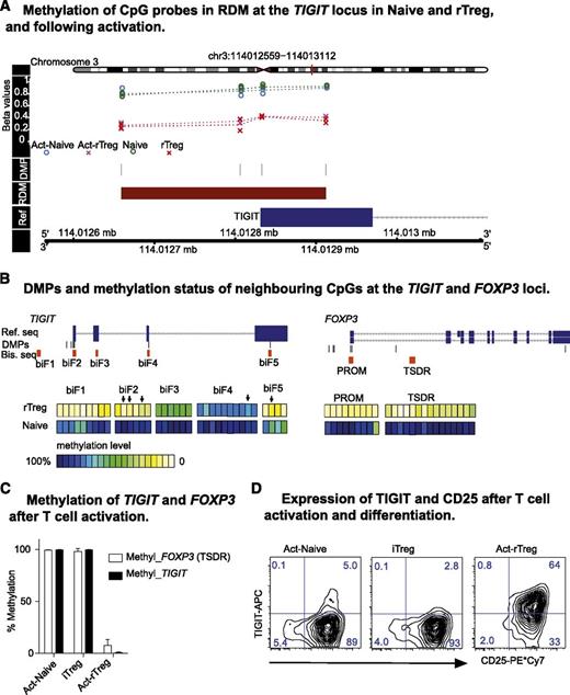 Figure 5. Treg-specific hypomethylation at the TIGIT locus. (A) DMPs and RDM in TIGIT locus. (B) Location of the PCR fragments neighboring DMPs in TIGIT (biF1-5) and FOXP3 loci and clonal bisulfite sequencing results. Ref. seq, reference sequence; Bis. seq, clonal bisulfite sequencing fragments. (Arrows) DMPs identified from 450k array. Data are represented as the mean of 5 donors. (C) Methylation-sensitive Taqman-qPCR showing methylation at TIGIT (RDM) and FOXP3 (TSDR) loci in Act-Naive and iTreg and demethylation in Act-rTreg. Data are represented as mean + standard deviation of 3 donors; paired t test (2-tailed). (D) Expression of TIGIT and CD25 in Act-Naive, iTreg, and Act-rTreg. Data are representative of 10 healthy individuals all showing similar results.