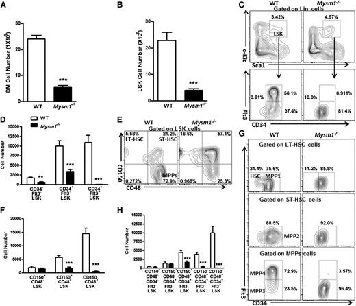 Figure 1. Mysm1 deficiency results in a reduction of HSC and its progenitors. Absolute number of (A) BM cells and (B) LSK cells per femur (hind leg) of 8∼12-week-old WT and Mysm1−/− mice; n = 9 mice per group. (C) Distribution of LSK cells and various LSK subsets in the WT and Mysm1−/− BM: Lin negative-gated cells were assessed on the basis of their expression of Sca-1 and c-Kit (top); LSK-gated cells were further defined on the basis of the expression of CD34 and Flt3 (bottom). Numbers adjacent to outlined areas indicate frequency. (D) Absolute number of LSK subsets per femur in the WT and Mysm1−/− mice on the basis of the gates in panel C; n = 8-10 mice per group. (E) Distribution of cells in LSK subsets in the WT and Mysm1−/− mice, assessed by the expression of CD150 and CD48. (F) Absolute number of LSK subsets per femur in the WT and Mysm1−/− mice on the basis of the gates in panel E; n = 8-10 mice per group. (G) Expression of Flt3 and CD34 in the WT and Mysm1−/− BM LSK subsets gated as in panel E. (H) Absolute number of LSK subsets per femur in WT and Mysm1−/− mice (n = 8-10 per group), stained as in panel G. (C,E,G) Data are representative of 3 independent experiments. *P < .05; **P < .01; ***P < .001.
