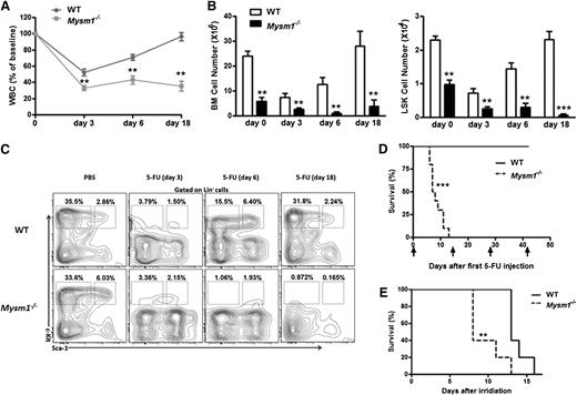 Figure 3. Exhaustion of HSCs in the absence of Mysm1. (A-C) 8-week-old WT and Mysm1−/− mice were injected with a single dose of 5-FU (75 mg/kg intraperitoneally). (A) At each indicated time, peripheral blood and BM were obtained to monitor hematopoiesis recovery. The counts of white blood cells (WBC) are shown as percentages of initial baseline values for each group of mice; n = 5 mice group. (B) Absolute number of BM (left) and LSK cells (right) of WT and Mysm1−/− mice. (C) Distribution of LSK cells in WT and Mysm1−/− BM. (D) Survival outcome of WT and Mysm1−/− mice after sequential 5-FU treatment (150 mg/kg intraperitoneally) (log-rank nonparametric test) and presented as a Kaplan-Meier survival curve; n = 10 mice per group. (E) Survival outcome of WT and Mysm1−/− mice after a lethal dose of 8 Gy of irradiation; n = 5 mice per group. (A-E) Data are representative of two independent experiments. **P < .01; ***P < .001.