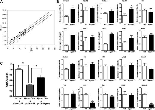 Figure 4. Differential gene expression between WT and Mysm1−/− LSK cells. (A) Mouse RT2 Profiler PCR array was performed with sorted LSK cells from WT and Mysm1−/− mice. Solid line indicates no change in gene expression of 1. Dotted lines indicate fold-change (2^(−DCt)) of greater than or equal to 2. (B) Real-time PCR analysis of Notch signaling molecules and important HSC transcriptional factors in WT and Mysm1−/− LSK cells. (C) Sorted LSK cells from WT and Mysm1−/− mice were infected with lentivirus encoding GFP (pCDH-GFP) or Mysm1 (pCDH-Mysm1). Gfi1 expression was assessed 72 hours later by real-time PCR. The Ct values are normalized to glyceraldehydes-3-phosphate dehydrogenase and are presented relative to WT (value set as 1). (B-C) Data are representative of 3 independent experiments. *P < .05.