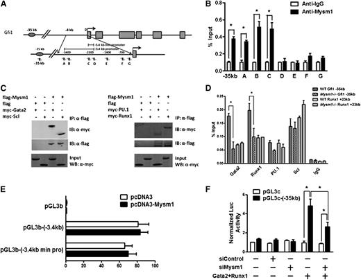 Figure 5. Gfi1 is a target of Mysm1. (A) Schematic diagram of Gfi1 locus encompassing the promoter and enhancer region; arrows indicate positions of the primers used for ChIP assays. (B) ChIP assays of WT Lin− cells using anti-Mysm1 and anti-IgG. The precipitated DNA was analyzed by real-time PCR using primers along the Gfi1 promoter and enhancer sequence. The relative amount of immunoprecipitated DNA is presented as a percentage of input DNA. (C) In vitro Co-IP experiment in 293T cells. A flag-tagged Mysm1-encoding plasmid was cotransfected with Myc tagged Gata2, Runx1, PU.1, or Scl in 293T cells. Cell lysates were immunoprecipitated using anti-Flag antibody. The immunoprecipitates were examined by western blotting using anti-Myc and anti-Flag antibody. 10% of cell lysates was used as input. (D) ChIP assays in WT and Mysm1−/− Lin− cells using antibodies against Gata2, Runx1, PU.1, Scl, and IgG antibodies. The precipitated DNA was analyzed by real-time PCR using primers along the −35 kb Gfi1 enhancer region. Primers along the +23 kb Runx1 regulatory sequence were used as a positive control. The relative amount of immunoprecipitated DNA is presented as a percentage of input DNA. (E) The −3.4 kb Gfi1 promoter and its minimal core region (−3.4 kb min pro) were cloned into pGL3 basic luciferase vector. Promoter activity was examined in the presence of pcDNA or pcDNA-Mysm1 48 hours after transfection in 293T cells. (F) pGL3-enhancer control (pGL3c) luciferase vector or pGL3c-(−35 kb) luciferase vector which contains the −35 kb Gfi1 enhancer was cotransfected with siRNA control (siControl), siMysm1, or vectors encoding Gata2 and Runx1 into 293T cells. Luciferase activity was recorded 48 hours after transfection. (B,D-F) Data are representative of three independent experiments. (D) Data are representative of two independent experiments. *P < .05.