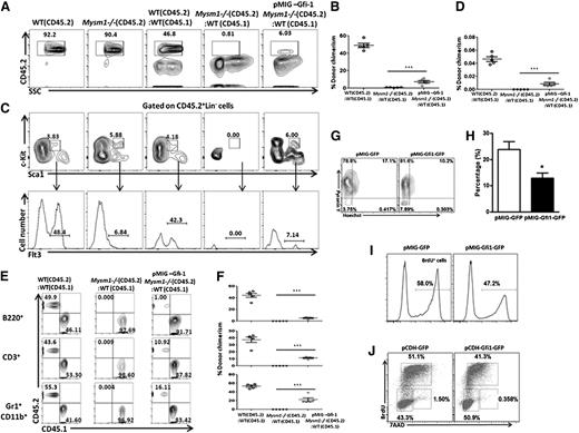Figure 6. Forced expression of Gfi1 partially restores the function of Mysm1-deficient HSC. (A-F) 1 × 103 LSKFlt3− cells sorted from WT or Mysm1−/− mice (CD45.2) and Mysm1−/− LSKFlt3− cells transduced with pMIG-Gfi1 were transplanted into lethally irradiated recipients (CD45.1) together with 2 × 105 competitor BM cells (CD45.1). (A) Flow cytometric analyses of WT, Mysm1−/− CD45.2 cells, and donor-derived chimerism (CD45.2) 6 weeks after transplantation in the recipient mice transplanted with WT, Mysm1−/− cells, and Mysm1−/− cells expressed with Gfi1 (pMIG-Gfi1 Mysm1−/−). (B) Percentages of donor-derived cells (CD45.2) in BM. Each dot indicates an individual recipient mouse. (C-D) Flow cytometric analyses and percentages of donor-derived LSKFlt3+ cells in the recipient mice 6 weeks after transplantation. Each dot indicates an individual recipient mouse. (E-F) Flow cytometric analyses and percentages of donor-derived CD45.2 or CD45.1 cells gated on B220+ B cells, CD3+ T cells, and CD11b+Gr1+ myeloid cells in the recipient mice 6 weeks after transplantation. Each dot indicates an individual recipient mouse. (A-F) Data are representative of two independent experiments with n = 5 mice per group in the first experiment and n = 3 mice per group in the second experiment. Shown are means ± SD of 1st experiment with n = 5 mice per group, ***P < .001. (G-J) Sorted Mysm1−/− LSK cells were infected with retroviral vectors encoding either Gfi1 and GFP (pCDH-Gfi1-GFP) or GFP alone (pCDH-GFP) in vitro. Hoechst 33258/Pyronin Y staining (G), annexin V staining (H), BrdU incorporation assay (I) or cell-cycle analysis (J) were performed 48 hours after infection to monitor G0 phase, apoptosis, proliferation, and cell-cycle profile, respectively. (G-J) Data are representative of three independent experiments, *P < .05.