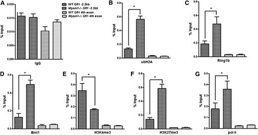 Figure 7. Mysm1 orchestrates histone modifications at the Gfi1 locus. ChIP assays were performed in WT and Mysm1−/− Lin− cells using (A) anti-IgG, (B) anti-ubH2A, (C) anti-Ring1b, (D) anti-Bmi1, (E) anti-H3K4me3, (F) anti-H3K27me3, and (G) anti-RNA pol II antibodies. The precipitated DNA was analyzed by real-time PCR using primers along the Gfi1 promoter region (primer set C in Figure 5A). Primer amplifying the coding region (fourth exon) of Gfi1 was used as a negative control. The relative amount of immunoprecipitated DNA was presented as a percentage of input DNA. Data are representative of three independent experiments. *P < .05.