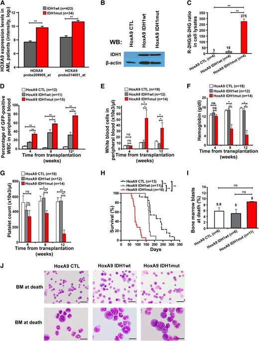 Figure 2. Mutant IDH1 induces a myeloproliferative-like disease in immortalized bone marrow cells. (A) Association of IDH1 mutations with expression levels of HOXA9 in adult AML patients up to 60 years of age (n = 457). Normalized expression levels of HOXA9 are shown for patients with wild-type IDH1 (gray bars) and mutant IDH1 (red bars), which were determined on an Affymetrix microarray with 2 different probes.31 (B) Protein expression of HoxA9-immortalized cells transduced with a CTL vector or with FLAG-tagged wild-type IDH1 or mutant IDH1 using an anti-FLAG antibody. β-actin was probed on the same blot as a loading control. (C) Ratio of R-2HG to S-2HG in cultured HoxA9 cells transduced with CTL, IDH1wt, or IDH1mut (mean ± SEM of 4 independently transduced cell lines). (D) Engraftment of transduced cells in peripheral blood at different time points after transplantation of 1 × 106 transgene-positive cells (mean ± SEM of the indicated number of mice). #For mice that died before week 12, engraftment in peripheral blood is shown for the time point of death. (E) White blood cell count in peripheral blood from mice that received transplants of cells transduced with the indicated constructs. Blood was taken 4, 8, and 12 weeks after transplantation (mean ± SEM of the indicated number of mice). (F) Hemoglobin level in peripheral blood from mice that received transplants of cells transduced with the indicated constructs. Blood was taken 4, 8, and 12 weeks after transplantation (mean ± SEM of the indicated number of mice). (G) Platelet counts in peripheral blood from mice that received transplants of cells transduced with the indicated constructs. Blood was taken 4, 8, and 12 weeks after transplantation (mean ± SEM of the indicated number of mice). (H) Survival of mice that received transplants of cells transduced with the indicated constructs. Results from 3 independent experiments using independently transduced cells are shown. (I) Percentage of blast cells in bone marrow of moribund mice (mean ± SEM of the indicated number of mice). (J) Representative Wright-Giemsa–stained cytospin preparations of bone marrow cells from moribund mice (Scale bar: 25 µm in the upper panel; Scale bar: 10 µm in the lower panel). *P < .05; **P < .01; ns, not significant.