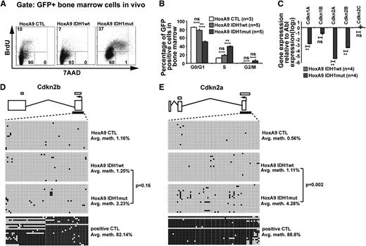 Figure 3. Mutant IDH1 promotes cell-cycle transition independently of 2-hydroxyglutarate. (A) Representative FACS blots of cell-cycle phases in HoxA9-immortalized vector CTL, IDH1wt, or IDH1mut transduced (GFP+) bone marrow cells 9 weeks after transplantation (BrdU injections IP at 36, 24, and 12 hours before harvest). Cell-cycle phases were determined by analysis of BrdU/7AAD-stained cells by FACS. The upper quadrant represents cells in S phase; the lower left quadrant represents cells in G0/G1 phase; and the lower right quadrant represents cells in G2/M phase of the cell cycle. (B) Cell-cycle distribution in HoxA9-immortalized vector CTL, IDH1wt, and IDH1mut transduced (GFP+) bone marrow cells 9 weeks after transplantation (BrdU injections IP at 36, 24, and 12 hours before harvest). Cell-cycle phases were determined by analysis of BrdU/7AAD-stained cells by FACS (mean ± SEM). (C) Gene expression levels of cyclin-dependent kinase inhibitors in in vitro–cultured HoxA9 cells transduced with IDH1wt and IDH1mut. Gene expression was determined by RT-PCR relative to the housekeeping gene Abl and was normalized to gene expression in IDH1wt cells (mean ± SEM). (D) Methylation analysis of the CpG island in the Cdkn2b (p15) promoter in Hoxa9 cells transduced with IDH1wt and IDH1mut. DNA from in vitro–cultured cells was extracted and bisulfite treated. CpG methyltransferase-treated DNA from IDH1mut cells served as a positive control. The p15 promoter CpG was amplified and subcloned. Twenty clones were sequenced per cell type. Exons are represented by vertical rectangles. White horizontal bars above the exons show CpG islands; black horizontal bars below the exons show the tested region. An open circle indicates a nonmethylated CpG; a black circle indicates a methylated CpG. The percent methylation of the CpG island is calculated by the proportion of methylated CpGs from all investigated CpGs. (E) Methylation analysis of the CpG island in the Cdkn2a (p16) promoter in Hoxa9 cells transduced with IDH1wt and IDH1mut. The analysis was performed as described in the Figure 3D legend. *P < .05; **P < .01; ns, not significant.